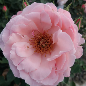Floribunda ruže - Ruža - Pink Elizabeth Arden - 